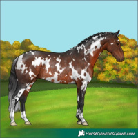 Horse Color:White Spotted Brown Rabicano 