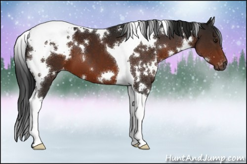 Horse Color:Gray White Spotted Brown Tobiano Appaloosa 