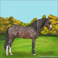 Horse Color:Brown Appaloosa