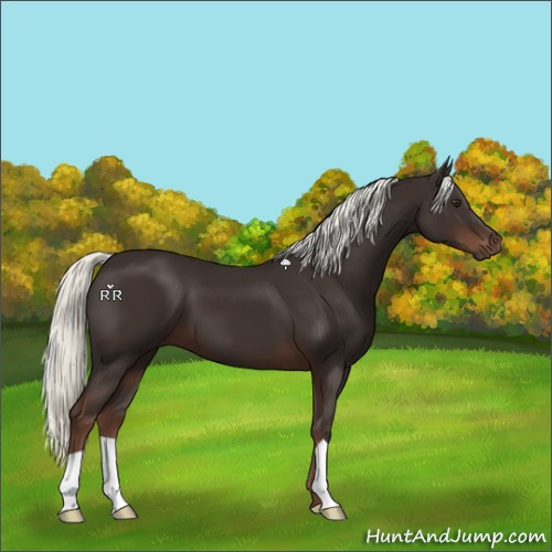 Horse Color:Liver Chestnut Mushroom 