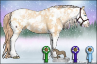 Horse Color:Buckskin Pearl Sabino 