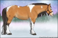 Horse Color:Buckskin Splash Tobiano 