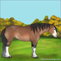 Horse Color:Bay Splash 