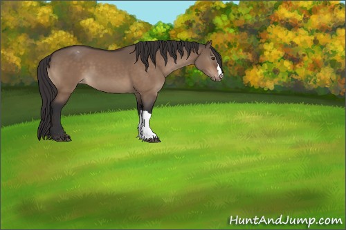 Horse Color:Brown Dun Appaloosa