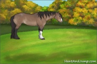 Horse Color:Brown Dun Varnish 