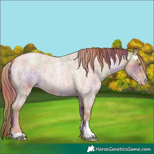 Horse Color:Nacre Gold Champagne Roan Sabino 