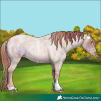 Horse Color:Nacre Gold Champagne Roan Sabino