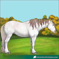 Horse Color:Nacre Gold Champagne Roan Sabino Splash 