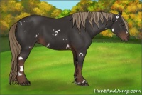 Horse Color:White Spotted Liver Chestnut 