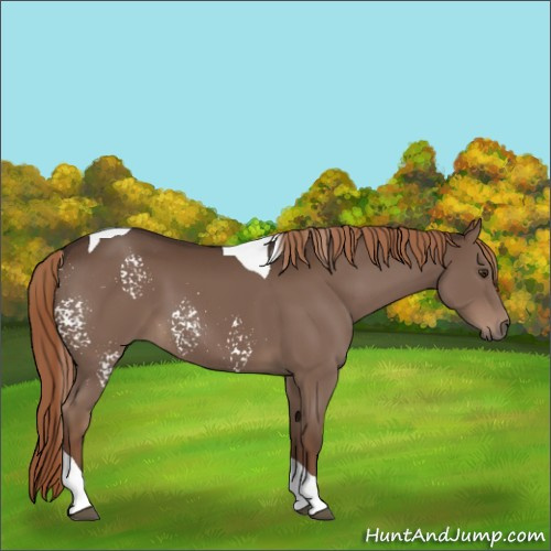 Horse Color:White Spotted Liver Chestnut Tobiano Rabicano