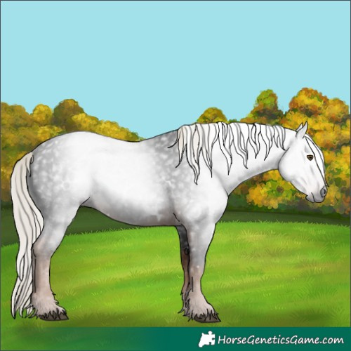 Horse Color:Gray White Spotted Liver Chestnut Mushroom 