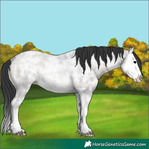 Horse Color:Blue Onyx Ice Roan Splash Rabicano 