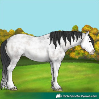 Horse Color:Blue Onyx Ice Roan Splash Rabicano 