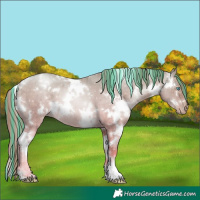 Horse Color:Painted White Spotted Buckskin Pearl Dun 