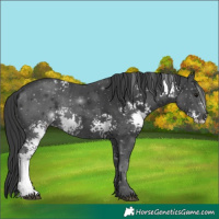 Horse Color:White Spotted Black Rabicano 
