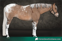 Horse Color:Silver Brown Dun Tobiano Rabicano