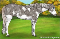 Horse Color:Silver Grullo Ice Splash Tobiano Frame Rabicano 