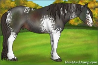 Horse Color:White Spotted Liver Chestnut Rabicano 