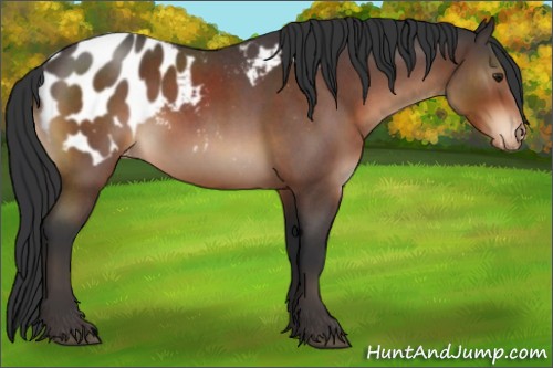 Horse Color:Brown Roan Appaloosa