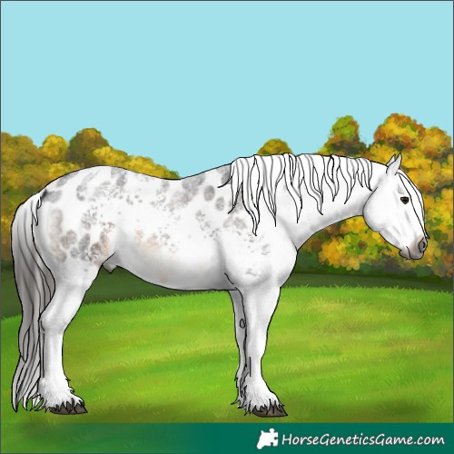 Horse Color:Gray White Spotted Brown Roan Appaloosa 