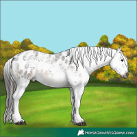 Horse Color:Gray White Spotted Brown Roan Appaloosa 