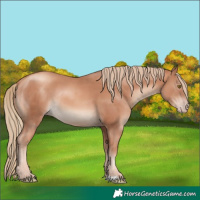 Horse Color:Gold Champagne Rabicano