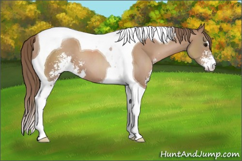 Horse Color:Black Pearl Sabino Tobiano 