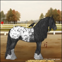 Horse Color:Blue Roan Appaloosa 