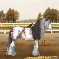 Horse Color:White Spotted Bay Varnish 