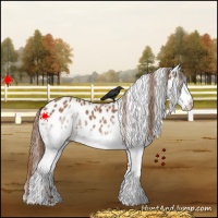 Horse Color:White Spotted Chestnut Appaloosa Rabicano