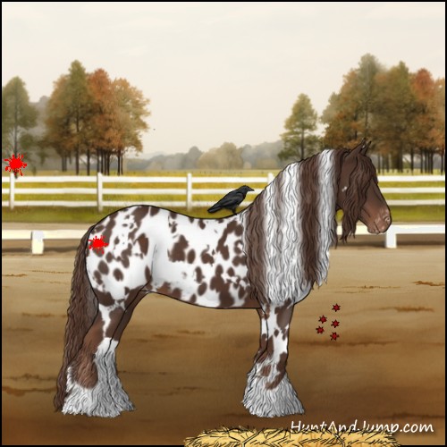 Horse Color:White Spotted Liver Chestnut Appaloosa 