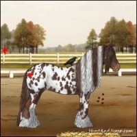 Horse Color:White Spotted Liver Chestnut Near Leopard 