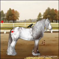 Horse Color:Gray White Spotted Chestnut Appaloosa Rabicano 