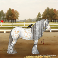 Horse Color:Buckskin Appaloosa Rabicano 
