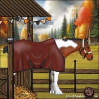 Horse Color:Bay Tobiano 