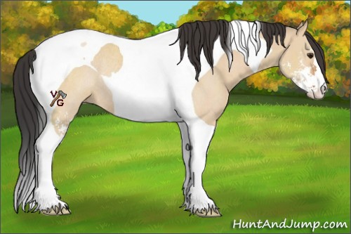 Horse Color:Bay Dun Sabino Tobiano Rabicano 