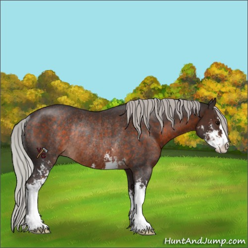 Horse Color:Silver Brown Sabino Rabicano 