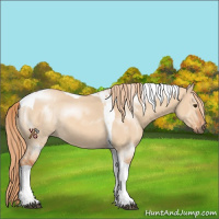 Horse Color:Red Dun Sabino Tobiano Rabicano 