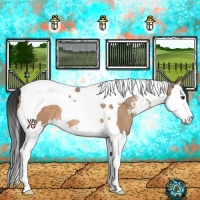 Horse Color:Bay Dun Sabino Splash Tobiano 