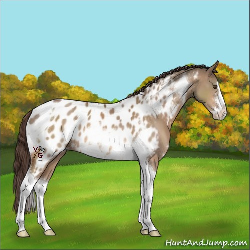 Horse Color:Brown Dun Sabino Tobiano Near Leopard 