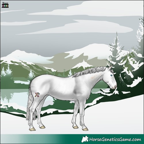 Horse Color:White Spotted Silver Perlino