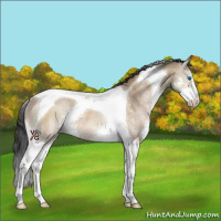 Horse Color:Bay Dun Sabino Splash Tobiano Rabicano