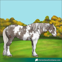 Horse Color:White Spotted Silver Black Sabino 