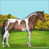 Horse Color:Bay Tobiano Rabicano 