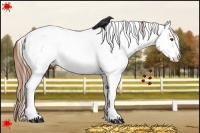 Horse Color:White Spotted Chestnut Near Fewspot 