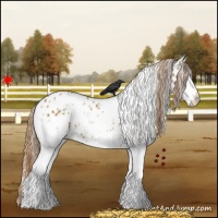 Horse Color:White Spotted Chestnut Appaloosa Rabicano 