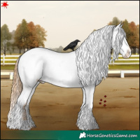 Horse Color:White Spotted Red Dun Appaloosa 