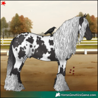 Horse Color:White Spotted Smoky Black