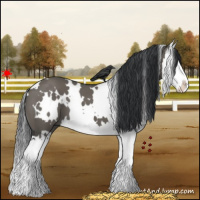 Horse Color:White Spotted Grullo Splash 