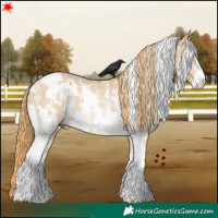 Horse Color:White Spotted Red Dun Sabino Rabicano 
